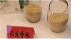 【產(chǎn)業(yè)】內(nèi)蒙古民豐助力打造“中國燕麥之鄉(xiāng)”